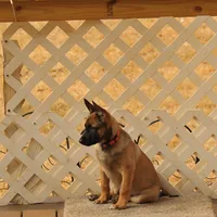 Dutchess of Orange, a female Belgian Malinois and Dutch Shepherd for sale in Easley, SC – Photo 3 of 7