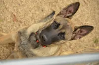 Dutchess of Orange, a female Belgian Malinois and Dutch Shepherd for sale in Easley, SC – Photo 7 of 7