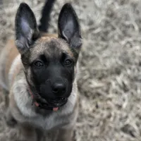 Dutchess of Orange, a female Belgian Malinois and Dutch Shepherd for sale in Easley, SC – Photo 6 of 7