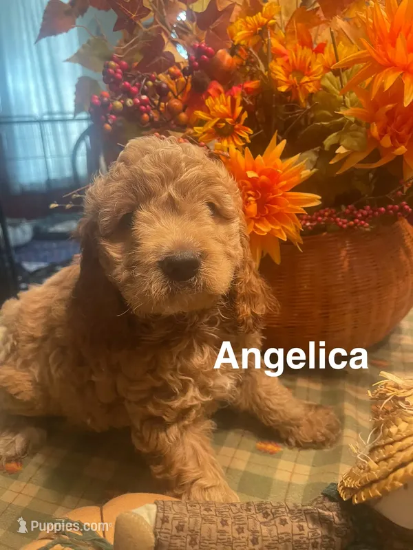 Angelica