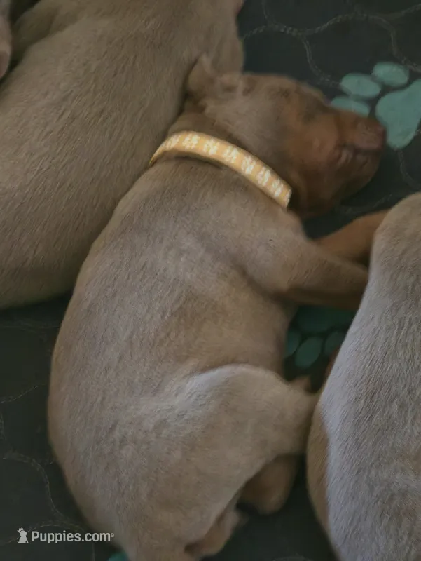 Gray collar – Doberman Pinscher puppy for sale in Kenbridge, VA