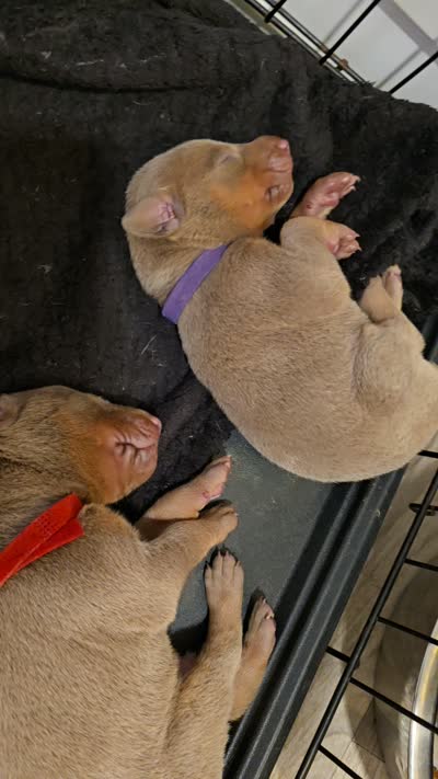 Purple A&A3, a female Doberman Pinscher for sale in Kenbridge, VA – 3 of 3