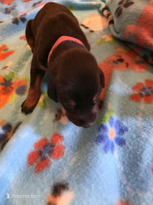 A&C1 Pink – Doberman Pinscher puppy for sale in Kenbridge, VA