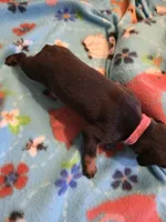 A&C1 Pink, a female Doberman Pinscher for sale in Kenbridge, VA – Photo 4 of 4