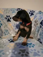 A&C1 Pink, a female Doberman Pinscher for sale in Kenbridge, VA – 5 of 10