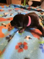 A&C1 Pink, a female Doberman Pinscher for sale in Kenbridge, VA – Photo 2 of 4