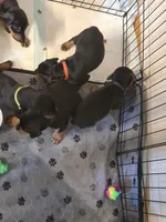A&C1 Pink, a female Doberman Pinscher for sale in Kenbridge, VA – 7 of 10