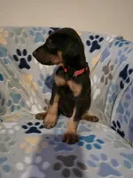 A&C1 Pink, a female Doberman Pinscher for sale in Kenbridge, VA – 3 of 10