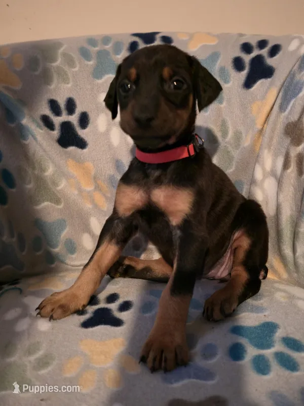 A&C1 Pink – Doberman Pinscher puppy for sale in Kenbridge, VA