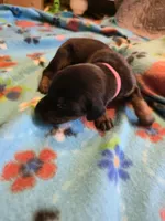 A&C1 Pink, a female Doberman Pinscher for sale in Kenbridge, VA – Photo 3 of 4