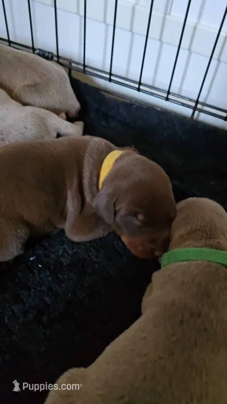 Yellow A&A3 – Doberman Pinscher puppy for sale in Kenbridge, VA