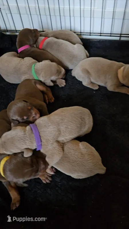 Purple A&A3 – Doberman Pinscher puppy for sale in Kenbridge, VA