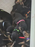A&C1 Purple, a female Doberman Pinscher for sale in Kenbridge, VA – 10 of 10