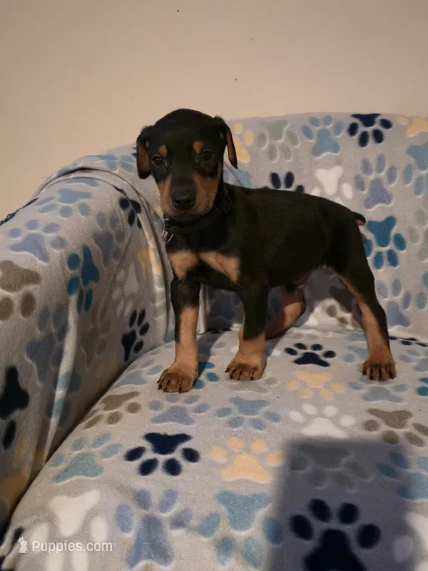A&C1 Purple – Doberman Pinscher puppy for sale in Kenbridge, VA
