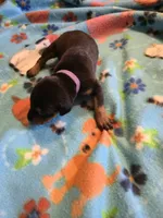 A&C1 Purple, a female Doberman Pinscher for sale in Kenbridge, VA – Photo 3 of 3