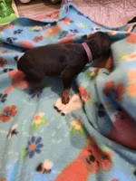A&C1 Purple, a female Doberman Pinscher for sale in Kenbridge, VA – Photo 2 of 3