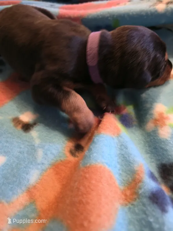 A&C1 Purple – Doberman Pinscher puppy for sale in Kenbridge, VA