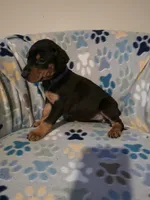 A&C1 Purple, a female Doberman Pinscher for sale in Kenbridge, VA – 4 of 10