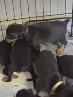 A&C1 Purple, a female Doberman Pinscher for sale in Kenbridge, VA – 6 of 10