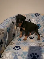 A&C1 Purple, a female Doberman Pinscher for sale in Kenbridge, VA – 3 of 10