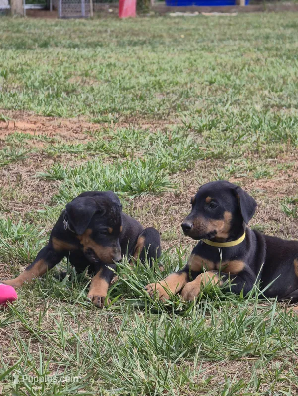 A&C1 Yellow – Doberman Pinscher puppy for sale in Kenbridge, VA