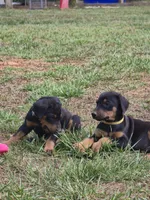 A&C1 Yellow, a male Doberman Pinscher for sale in Kenbridge, VA – 1 of 8
