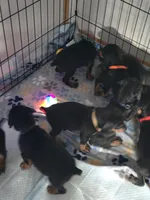 A&C1 orange, a male Doberman Pinscher for sale in Kenbridge, VA – 7 of 9