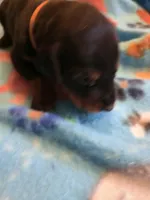 A&C1 orange, a male Doberman Pinscher for sale in Kenbridge, VA – Photo 1 of 2