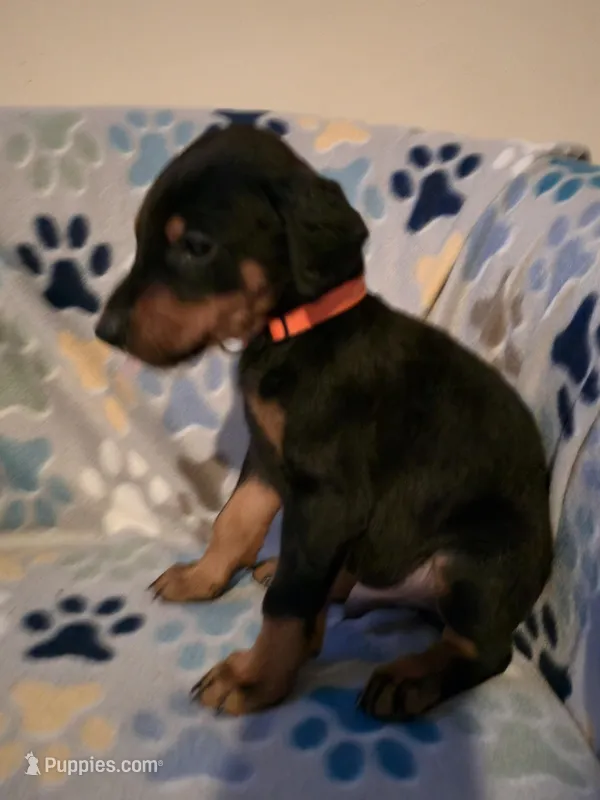 A&C1 orange – Doberman Pinscher puppy for sale in Kenbridge, VA