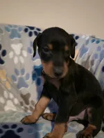 A&C1 orange, a male Doberman Pinscher for sale in Kenbridge, VA – 4 of 9
