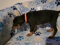 A&C1 orange, a male Doberman Pinscher for sale in Kenbridge, VA – 5 of 9