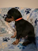 A&C1 orange, a male Doberman Pinscher for sale in Kenbridge, VA – 8 of 9