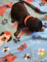 A&C1 orange, a male Doberman Pinscher for sale in Kenbridge, VA – Photo 2 of 2