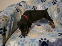 A&C1 Red, a male Doberman Pinscher for sale in Kenbridge, VA – 5 of 9