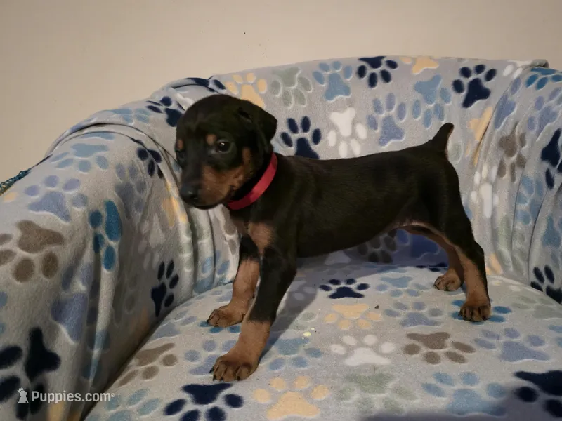A&C1 Red – Doberman Pinscher puppy for sale in Kenbridge, VA