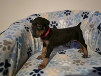 A&C1 Red, a male Doberman Pinscher for sale in Kenbridge, VA – 2 of 9