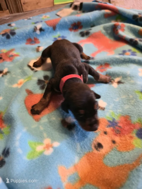 A&C1 Red, a male Doberman Pinscher for sale in Kenbridge, VA – Photo 1 of 2