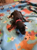 A&C1 Red, a male Doberman Pinscher for sale in Kenbridge, VA – Photo 1 of 2