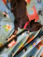 A&C1 Red, a male Doberman Pinscher for sale in Kenbridge, VA – Photo 2 of 2