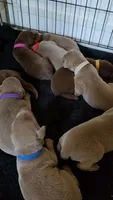 Purple A&A3, a female Doberman Pinscher for sale in Kenbridge, VA – 2 of 3