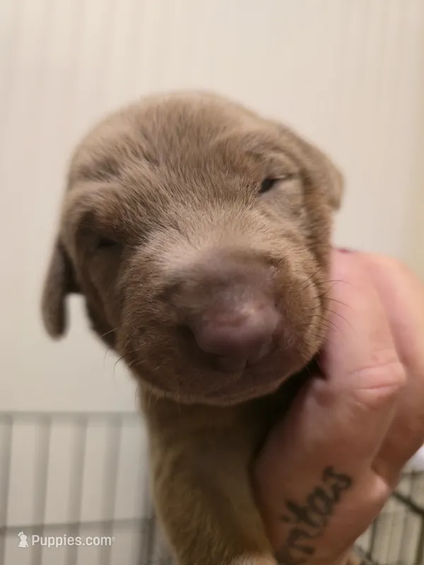 Purple A&A3 – Doberman Pinscher puppy for sale in Kenbridge, VA