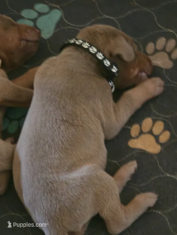 Black A&A3 – Doberman Pinscher puppy for sale in Kenbridge, VA