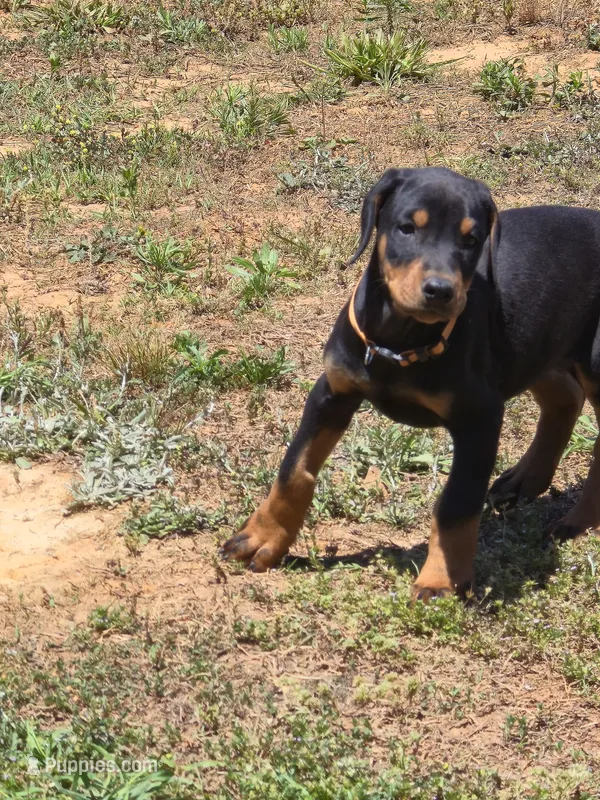 A&C1 orange – Doberman Pinscher puppy for sale in Kenbridge, VA