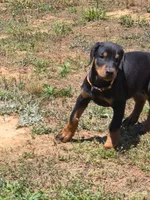 A&C1 orange, a male Doberman Pinscher for sale in Kenbridge, VA – 1 of 9