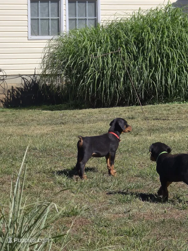 A&C1 Red – Doberman Pinscher puppy for sale in Kenbridge, VA