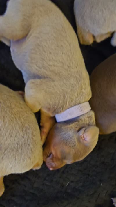 Gray collar, a female Doberman Pinscher for sale in Kenbridge, VA – 2 of 2