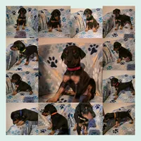 A&C1 Blue, a male Doberman Pinscher for sale in Kenbridge, VA – 3 of 10