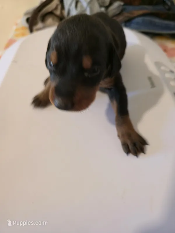 A&C1 Blue – Doberman Pinscher puppy for sale in Kenbridge, VA