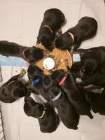 A&C1 Blue, a male Doberman Pinscher for sale in Kenbridge, VA – 8 of 10