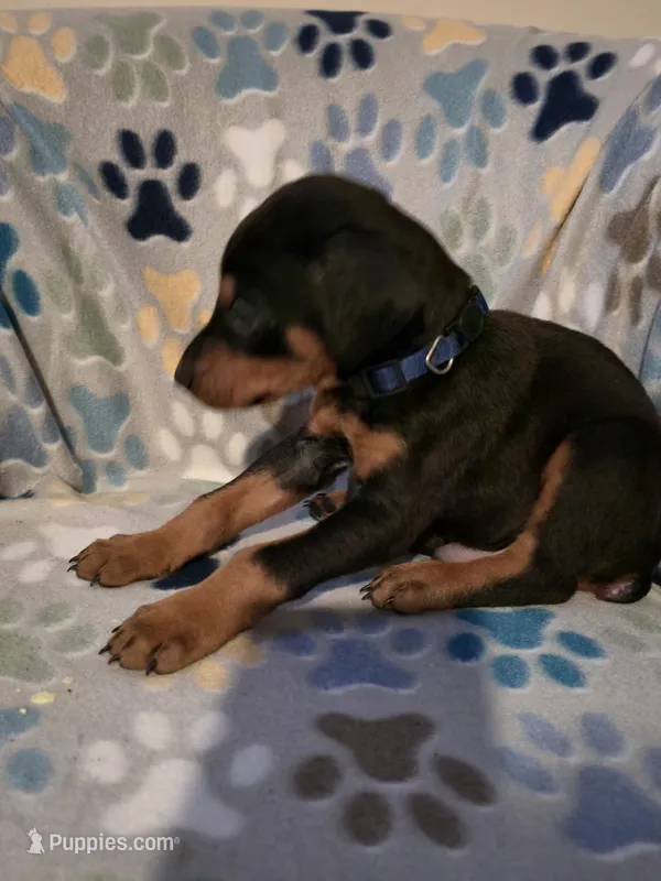 A&C1 Blue – Doberman Pinscher puppy for sale in Kenbridge, VA